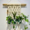 Suspension plante "trio" en fils de coton et jute - Design végétal suspendu